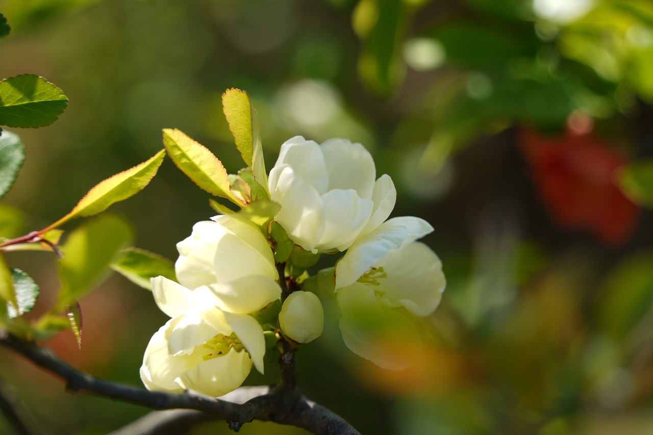 Chaenomeles speciosa 'Nivalis' known as Japanese quince.