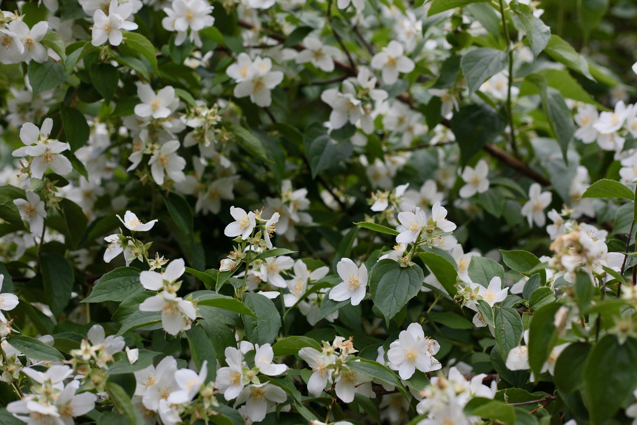 White jasmine flowers in bloom on a large shrub bush.