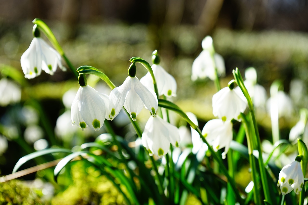 Snowdrops out in bloom in the sunshine.