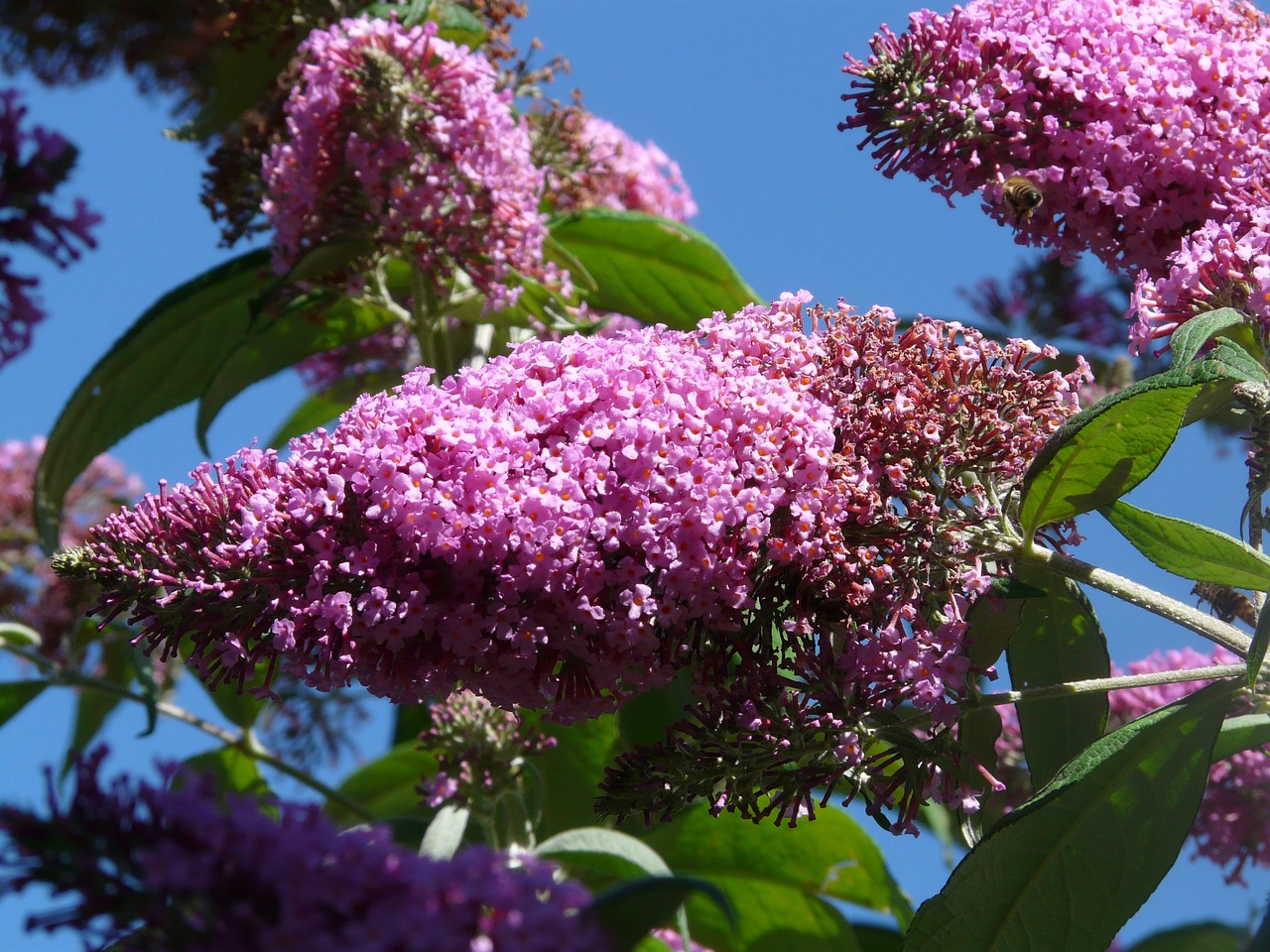 Purple buddleja flowers.