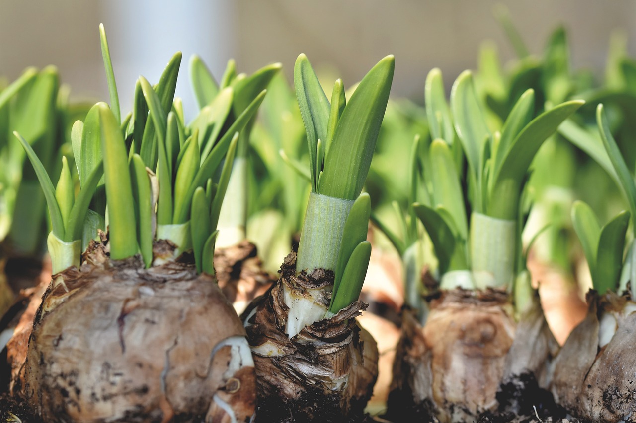 Shooting daffodil bulbs.