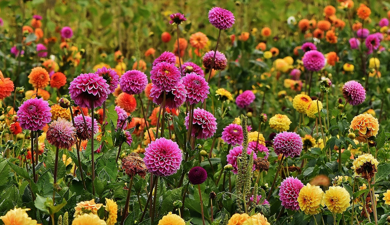 Many dahlias growing in a garden.