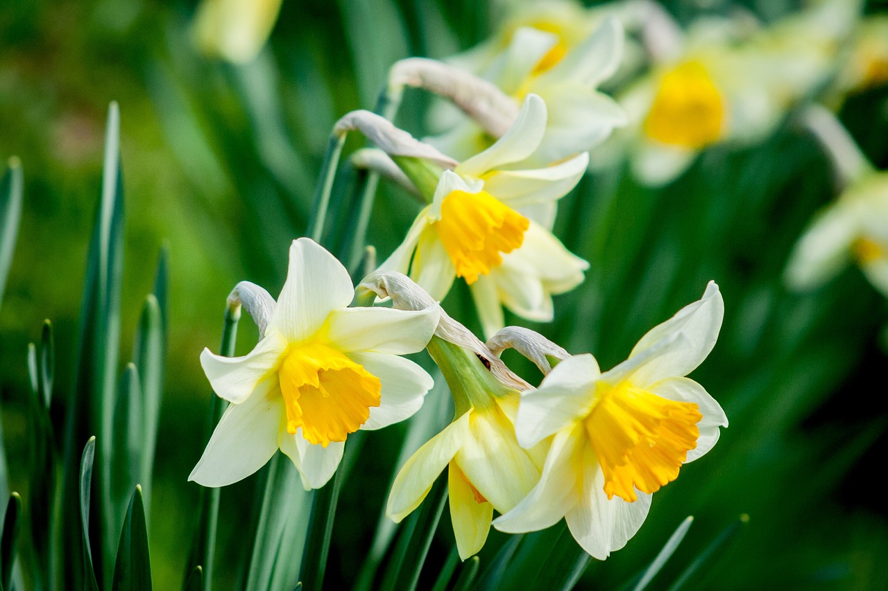 Daffodils in full bloom during spring.