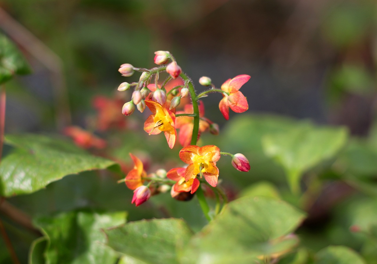 Epimedium, - warleyense.