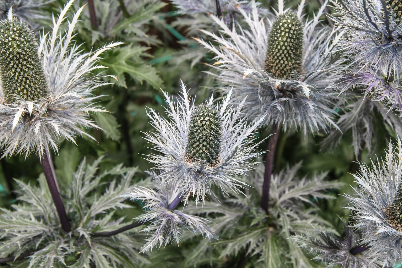 Eryngium giganteum