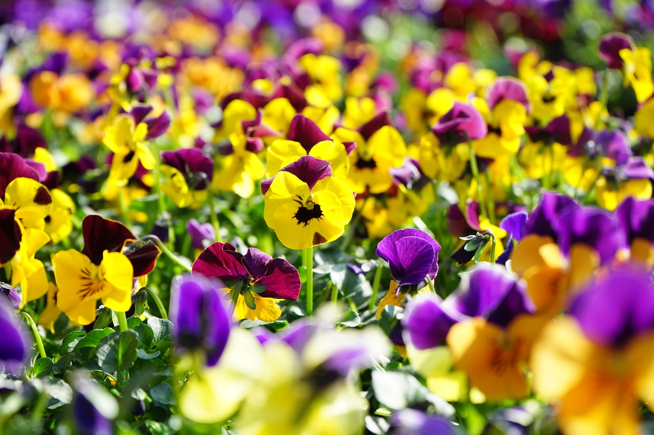 Pansies and violas festival coming to Meadow Croft Garden Centre