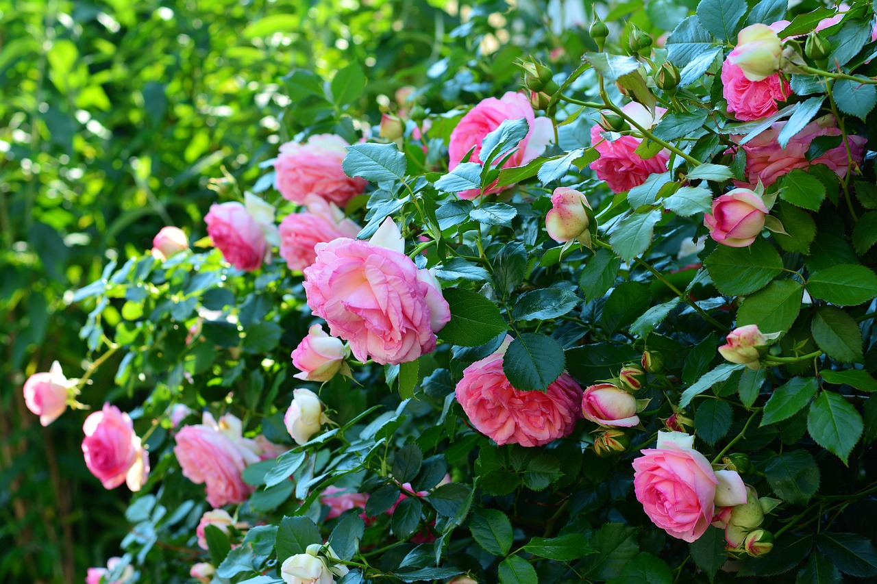 Pruning established roses and removing a crown of deadwood