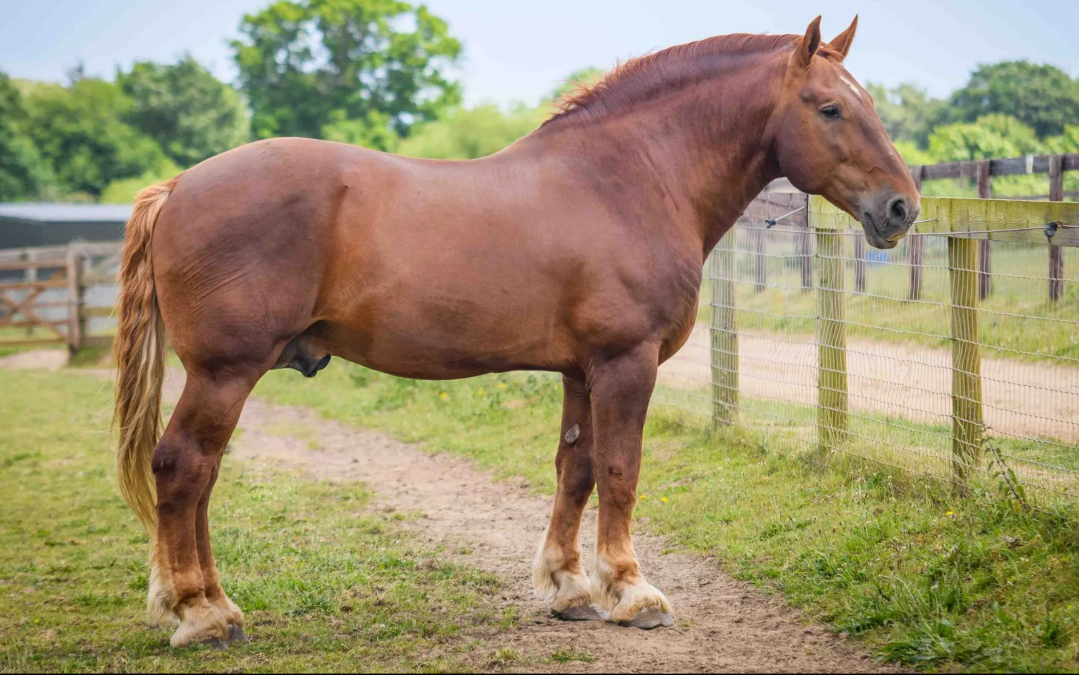 Suffolk Punch horse standing in a field.