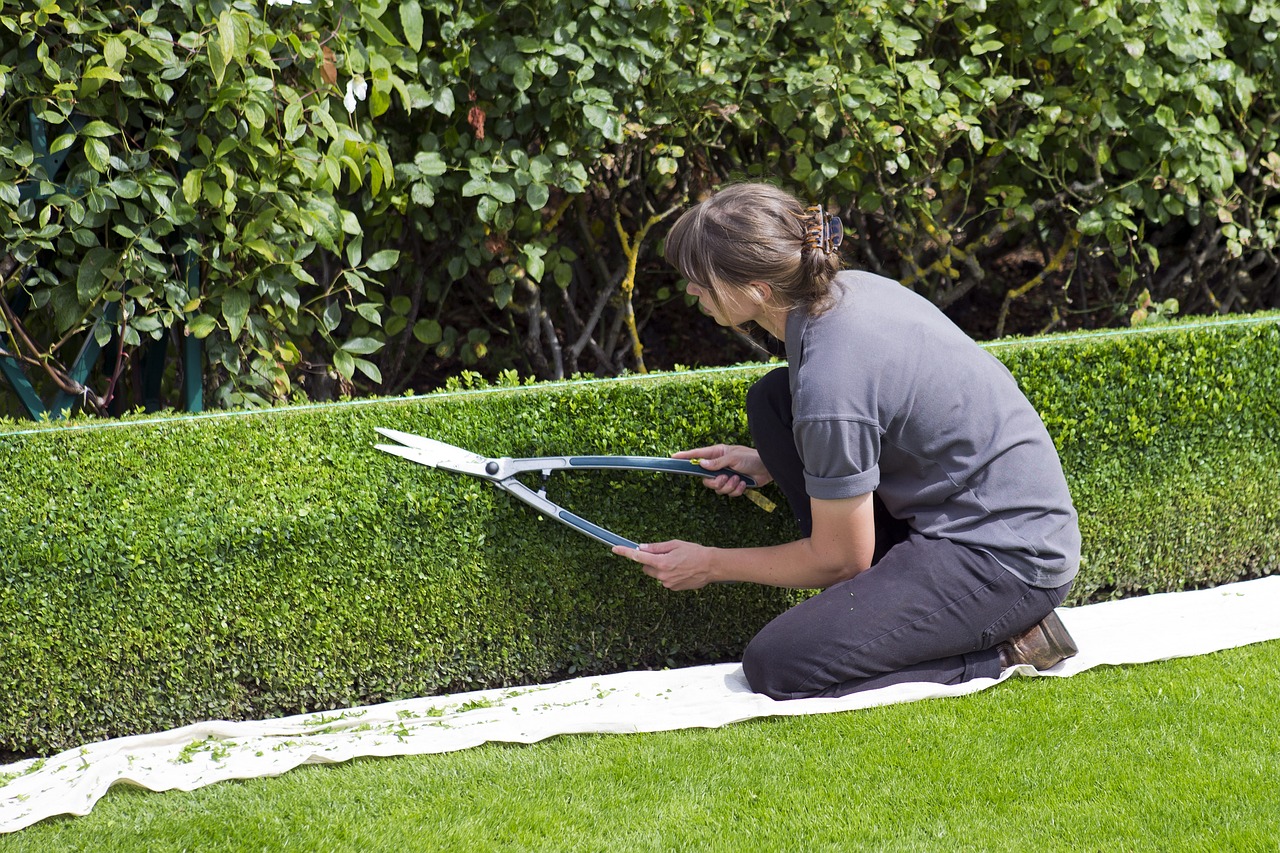 Clipping box hedging with shears.