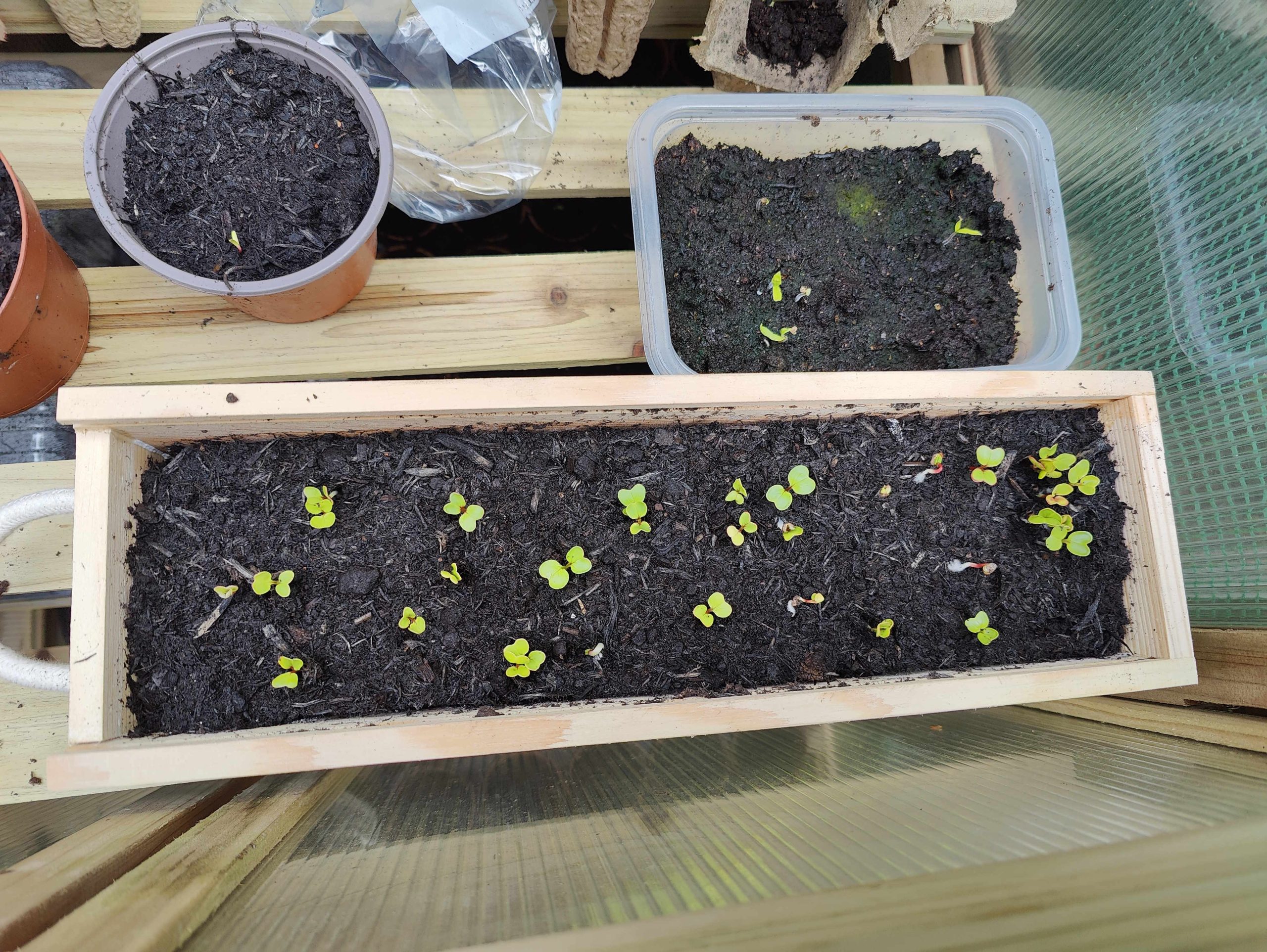 Radishes a week after planting