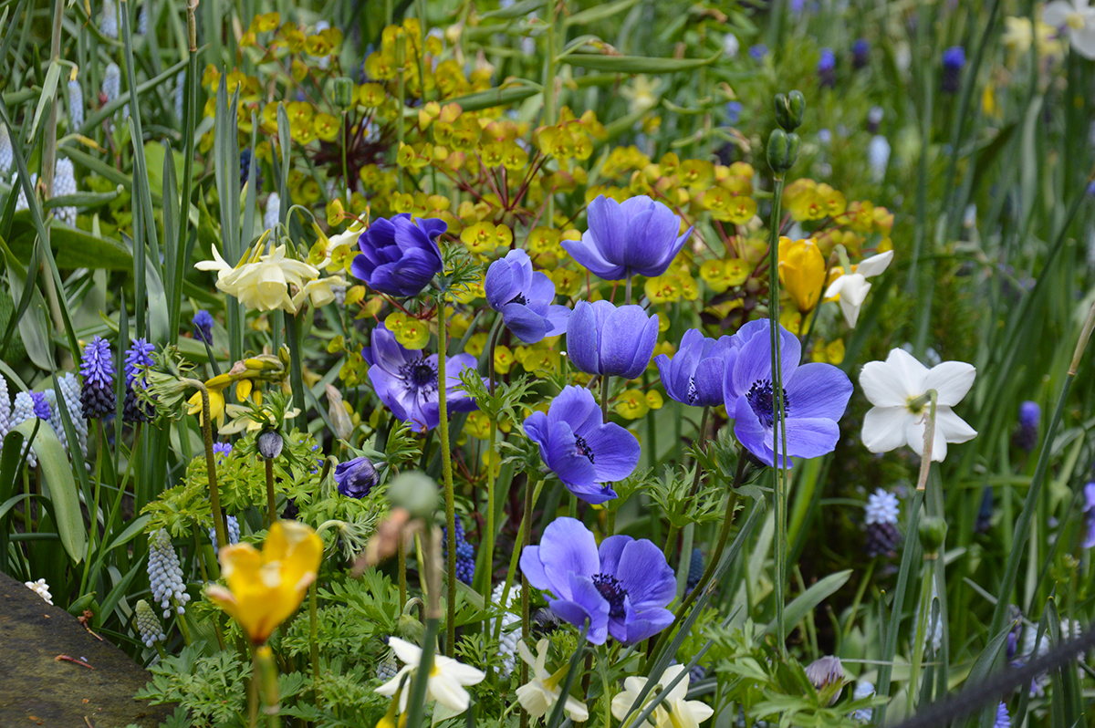 The Bulb Mania Mix at Keukenhof gardens in bloom this year.