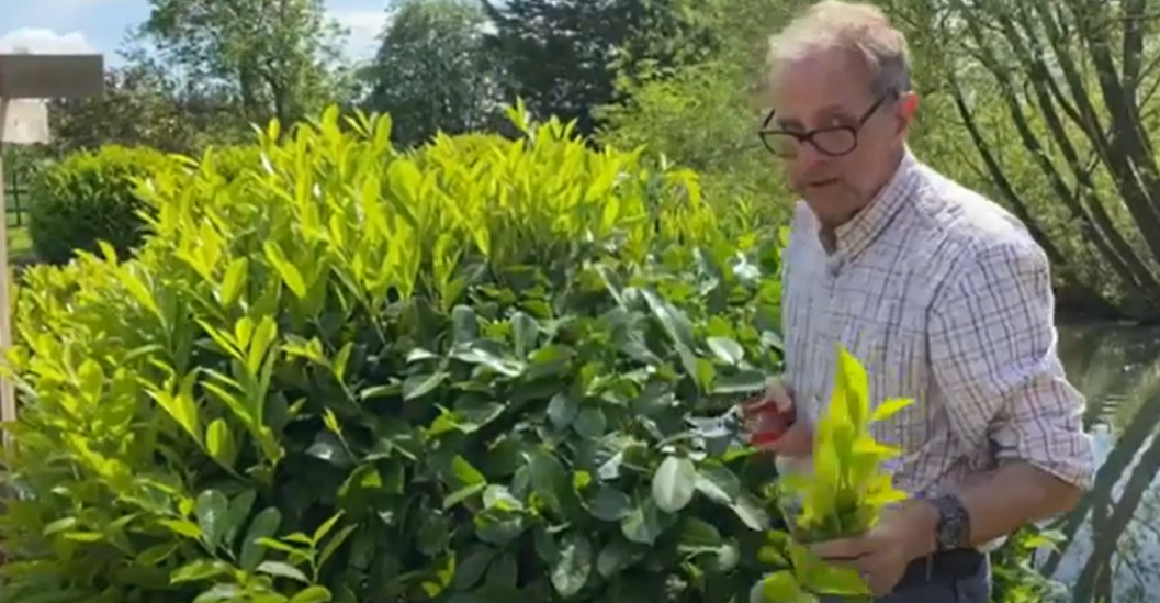 Ken hand prunes a laurel hedge.