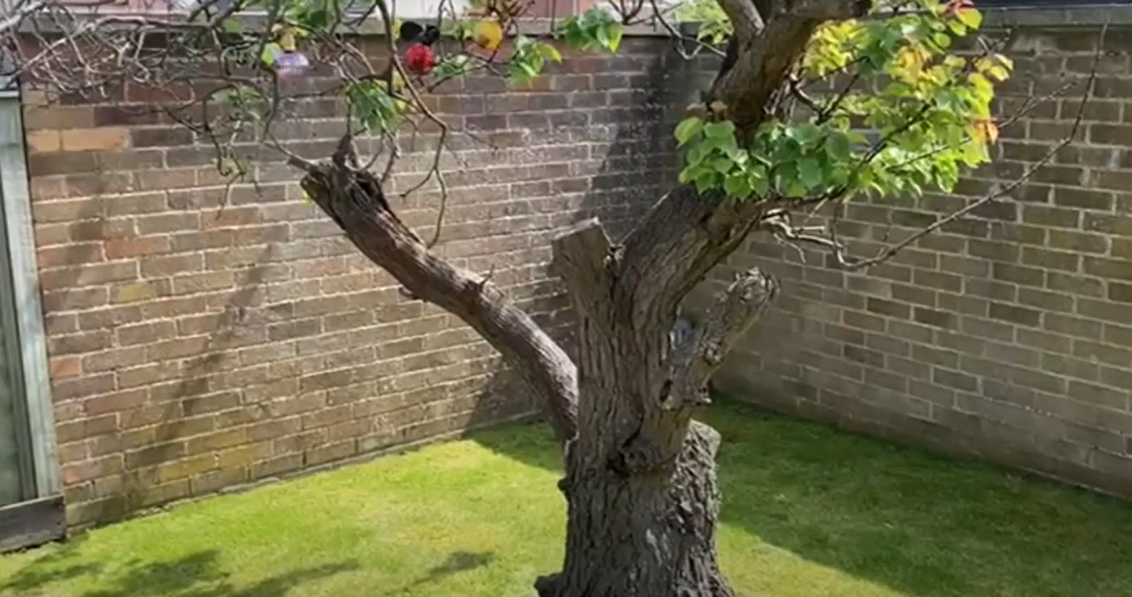 An established apricot tree.