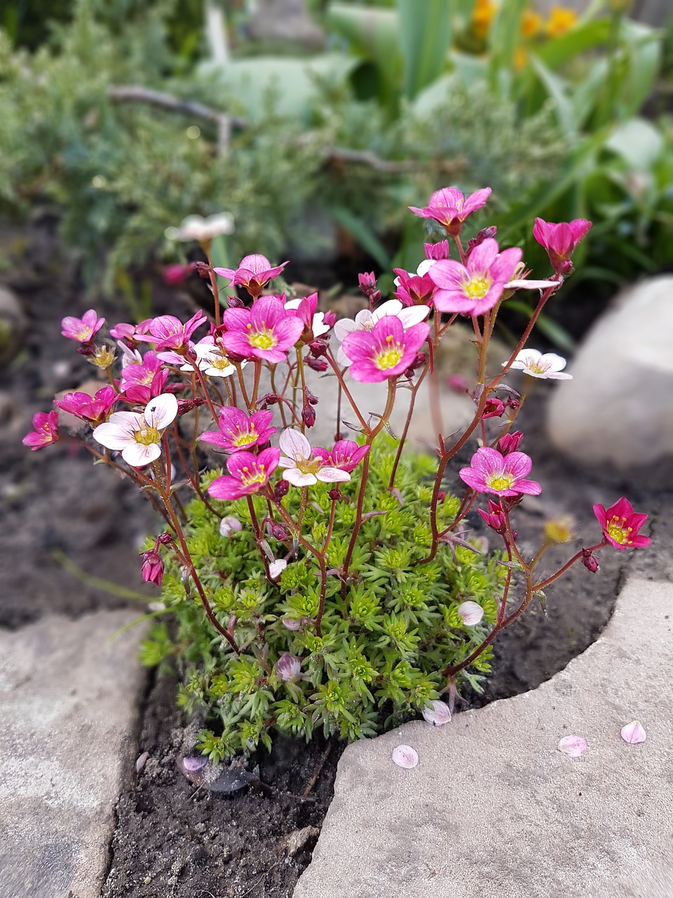 Alpine flowers surrounded by rocks in a rockery.