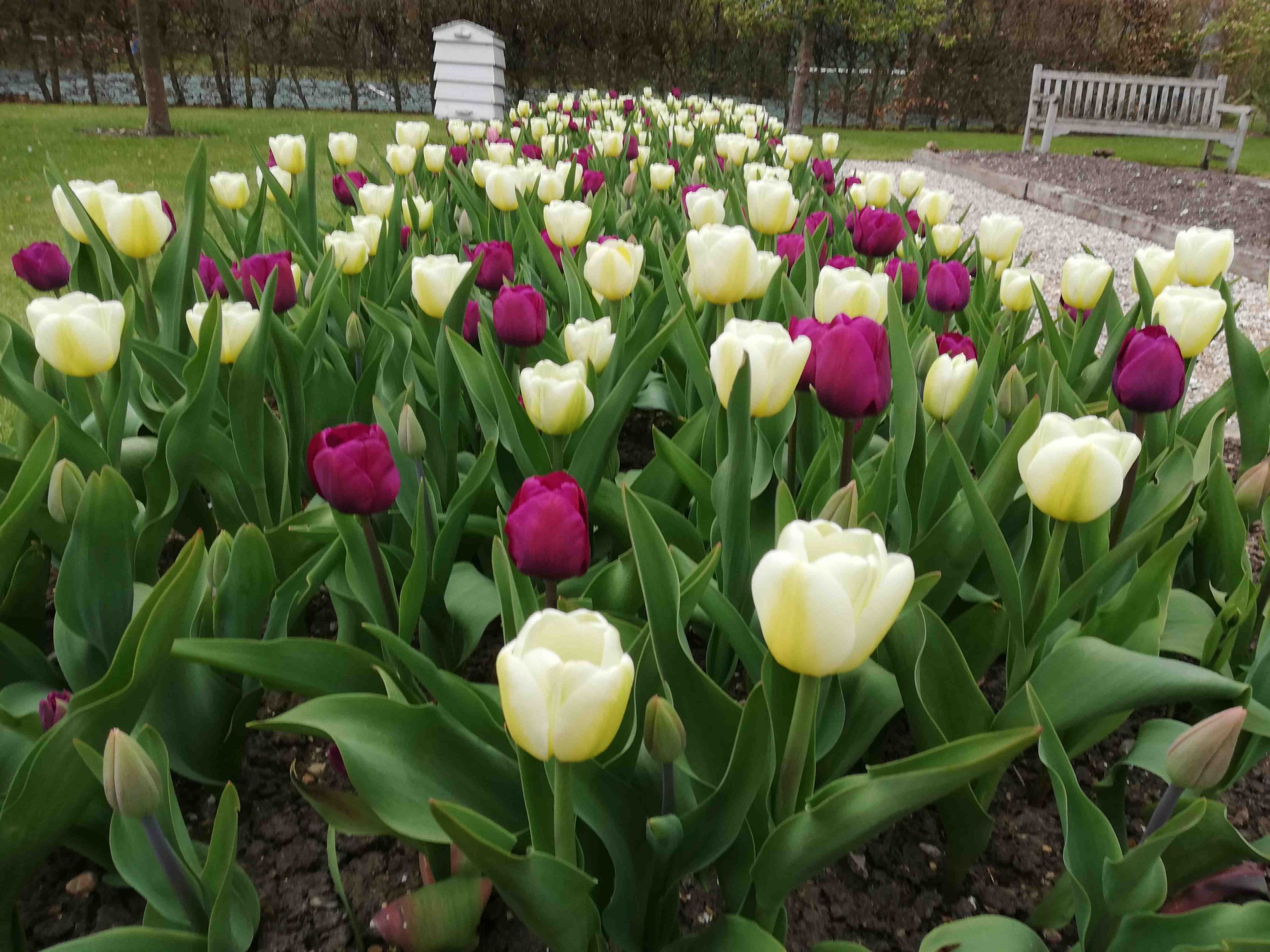 A bed of mixed colour tulips at Ulting Wick gardens in Essex.