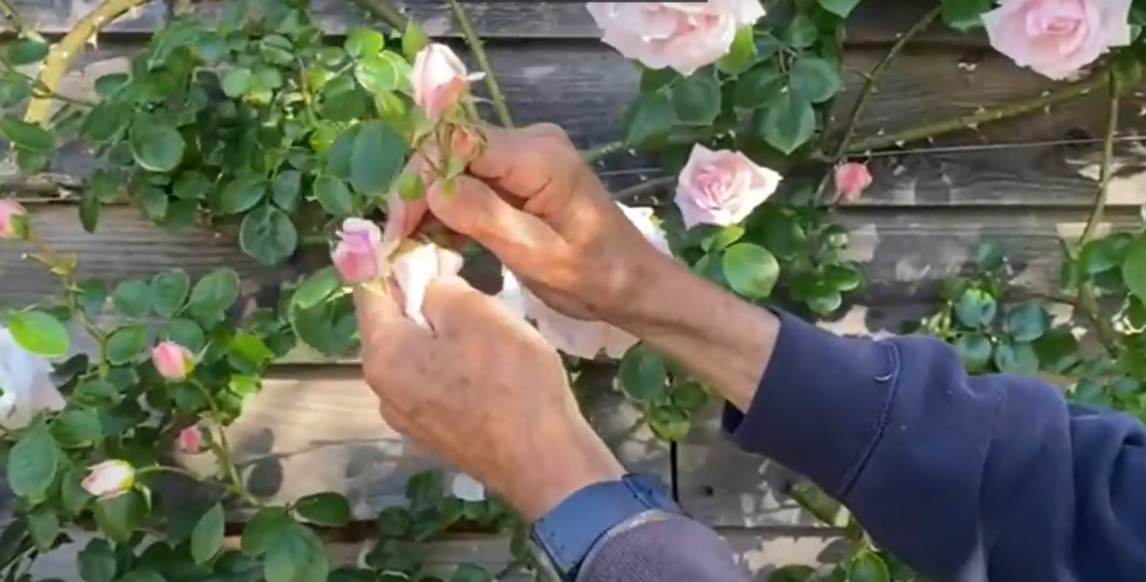 Ken’s jobs for the garden during June