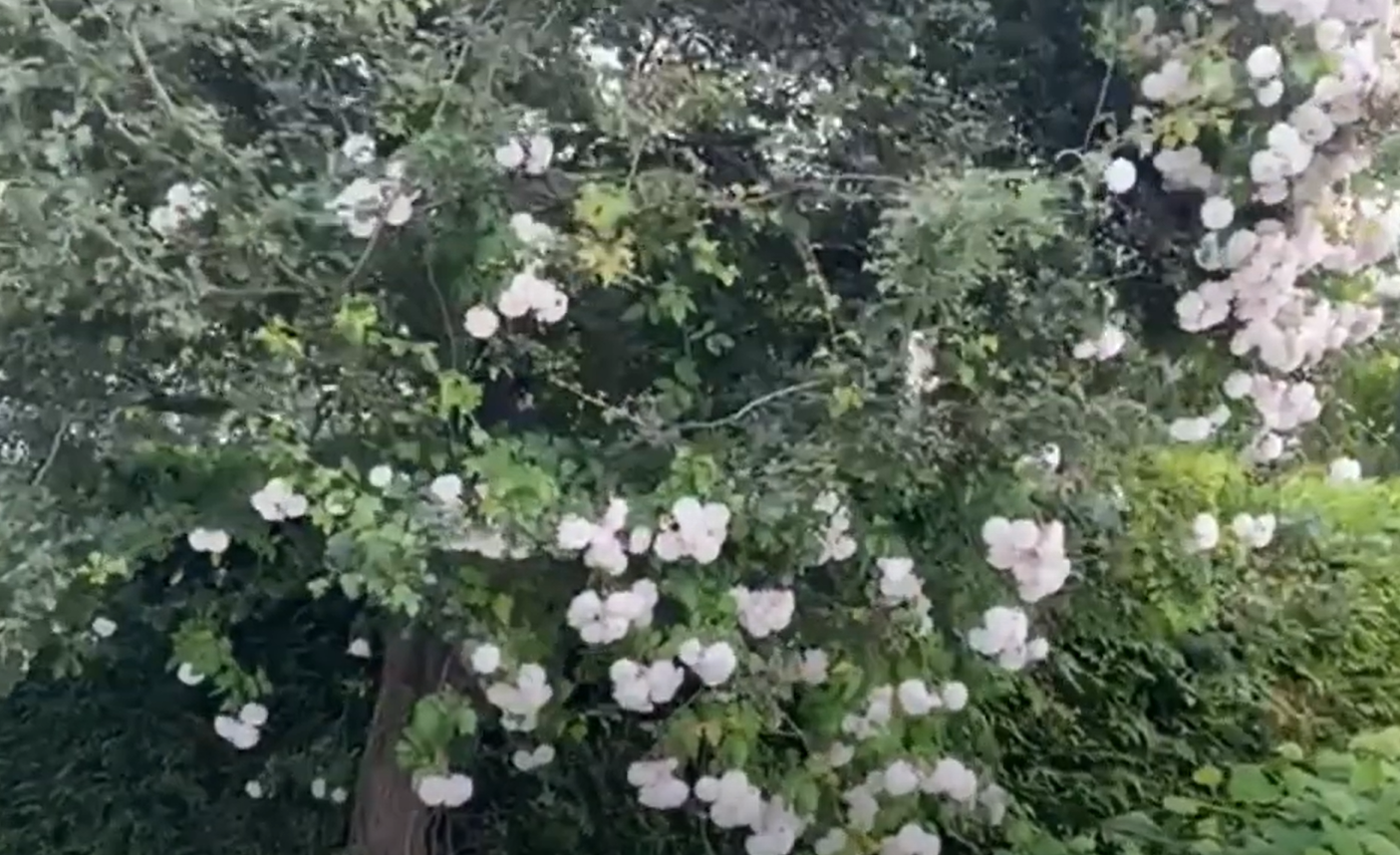 Roses grown into trees plant care advice