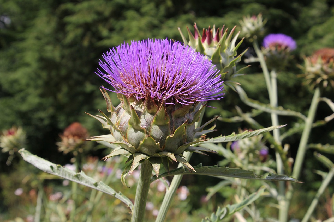 Artichoke with a purple thistle flower.