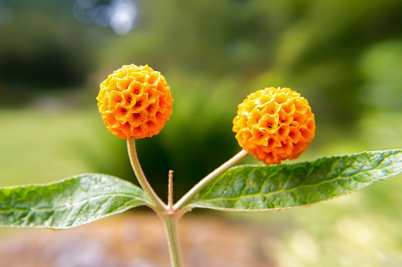 Buddleja globosa is some times known as the Orange Ball Tree.