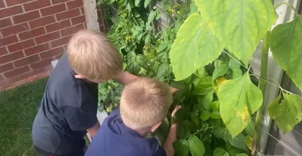 Two children pick vegetables in their garden.