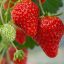 10-Acres of Strawberries at Wilkin & Sons, Tiptree – 2024 weather conditions and plans for Net Zero