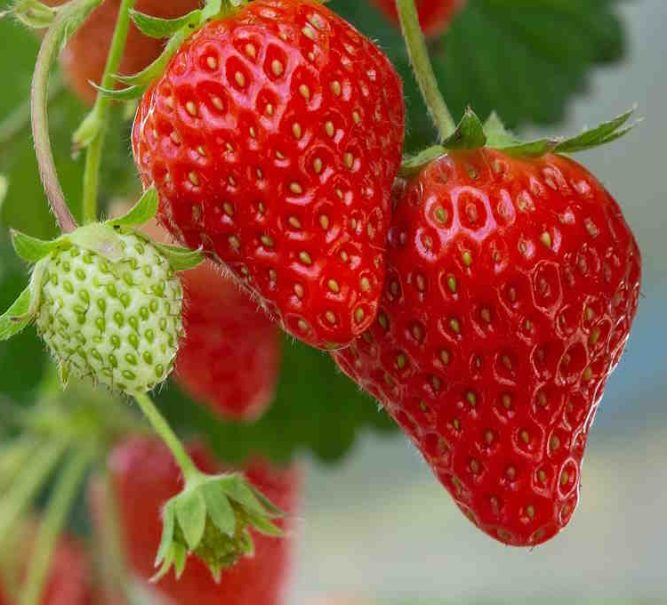 10-Acres of Strawberries at Wilkin & Sons, Tiptree – 2024 weather conditions and plans for Net Zero