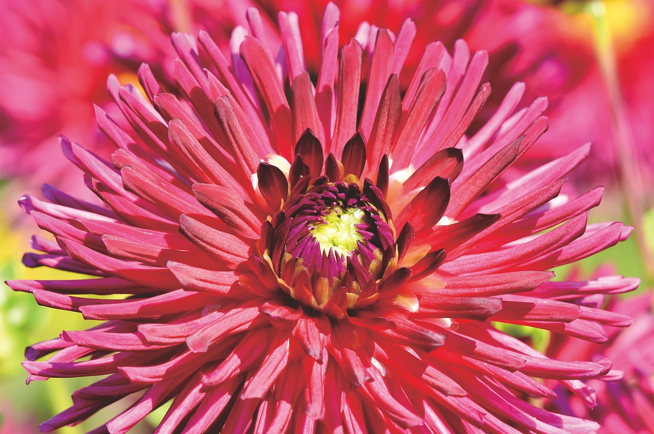 A pink dahlia in full bloom with a sphere head and spikes.