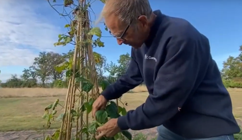 How to collect runner bean and french bean seeds from the plants