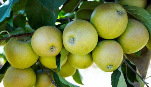 Store apples correctly now and be eating them until the middle of next year!