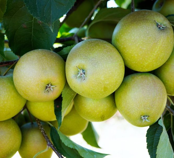 Store apples correctly now and be eating them until the middle of next year!