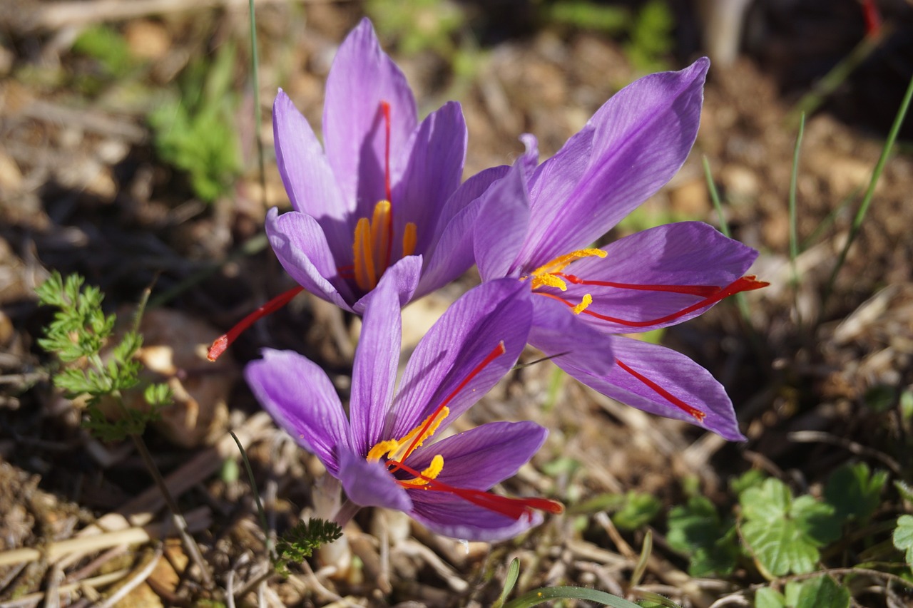 Saffron crocus with purple flowers and red strands of saffron.