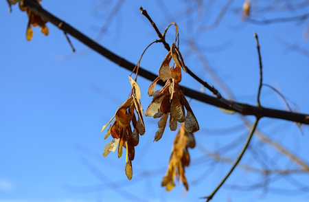 Sycamore seeds on the tree.