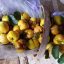 Tim’s allotment – Quince harvesting