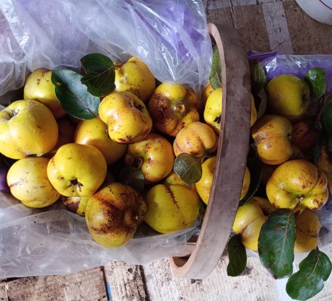 Tim’s allotment – Quince harvesting