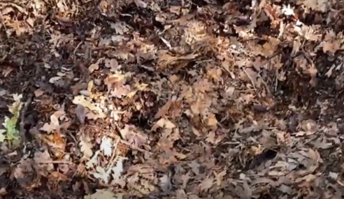 Making use of leaf mould – Create FREE soil for your garden