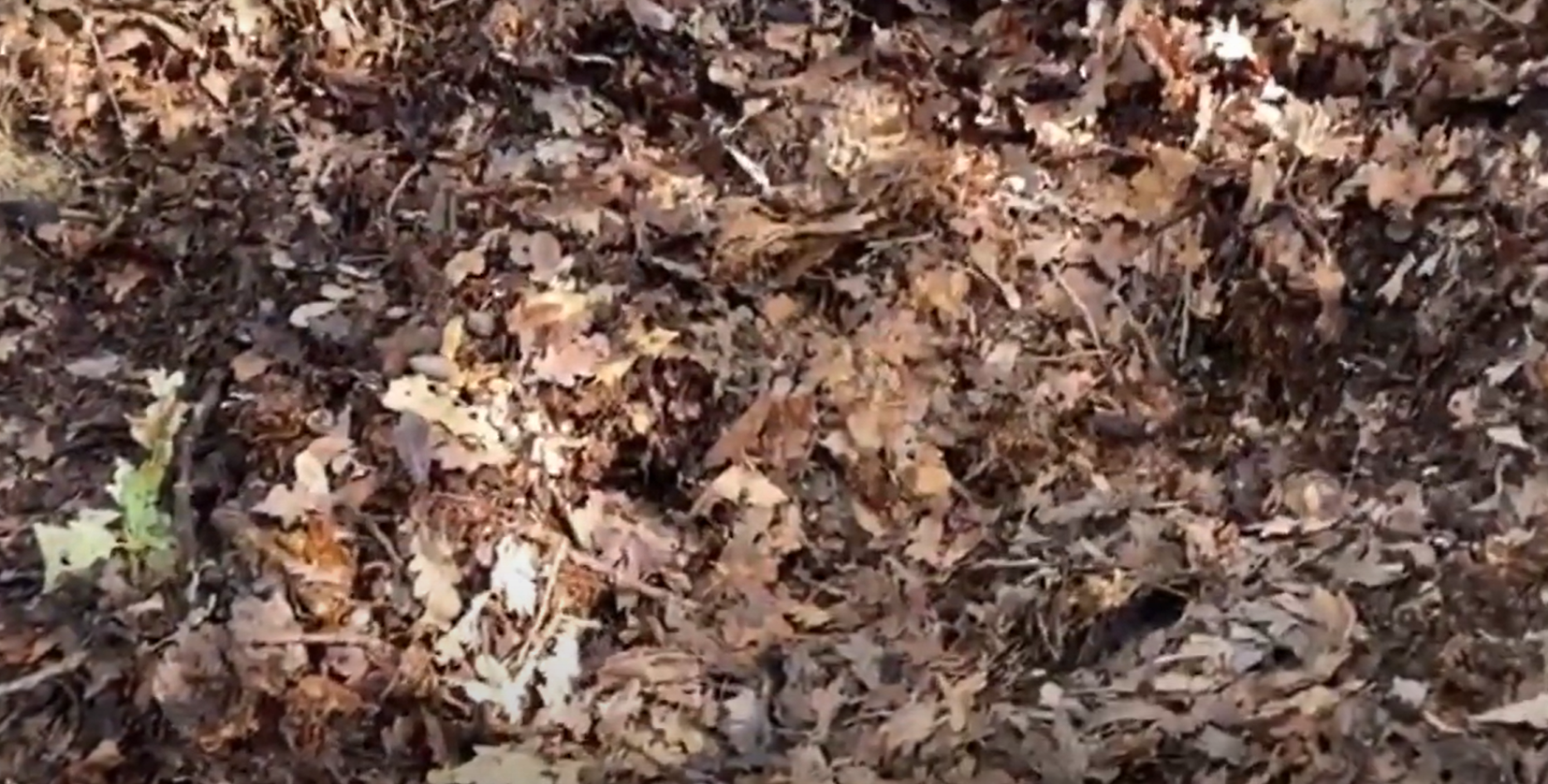 Making use of leaf mould – Create FREE soil for your garden