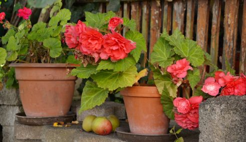 Kidz club: planting begonias in troughs