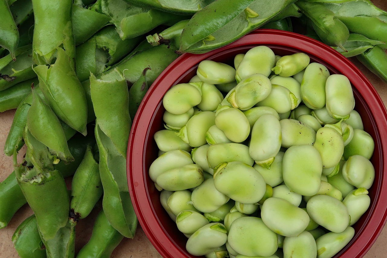 Broad beans picked and discarded pods.