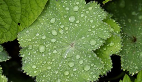 Autumn 🍂 foliage colour – plants for a border including alchemilla mollis and rozanne