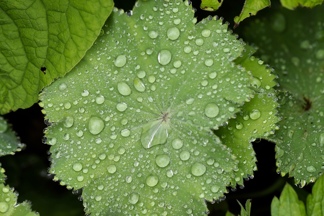 Autumn 🍂 foliage colour – plants for a border including alchemilla mollis and rozanne