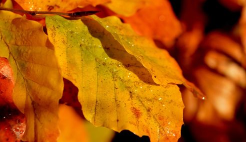 More jobs in the garden for November