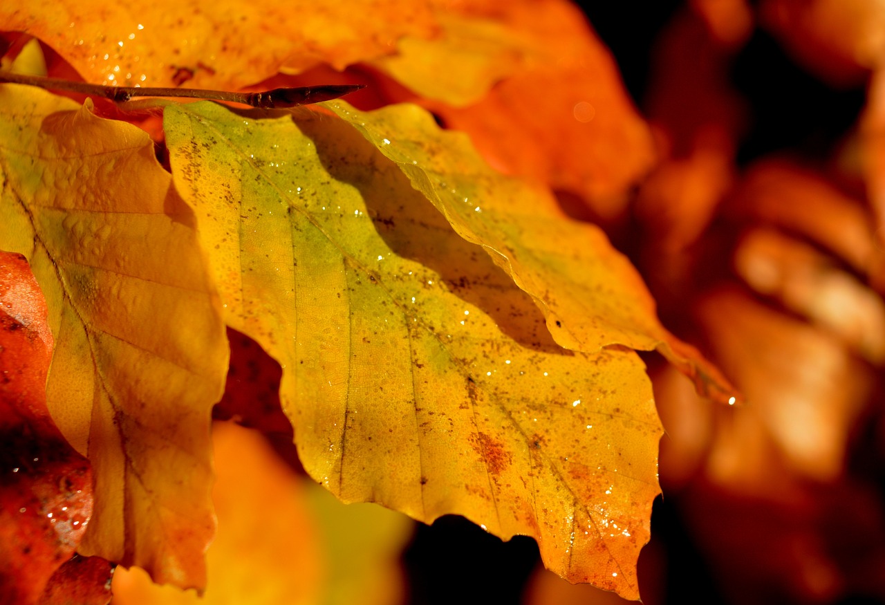 An orange beech leaf ready to drop.