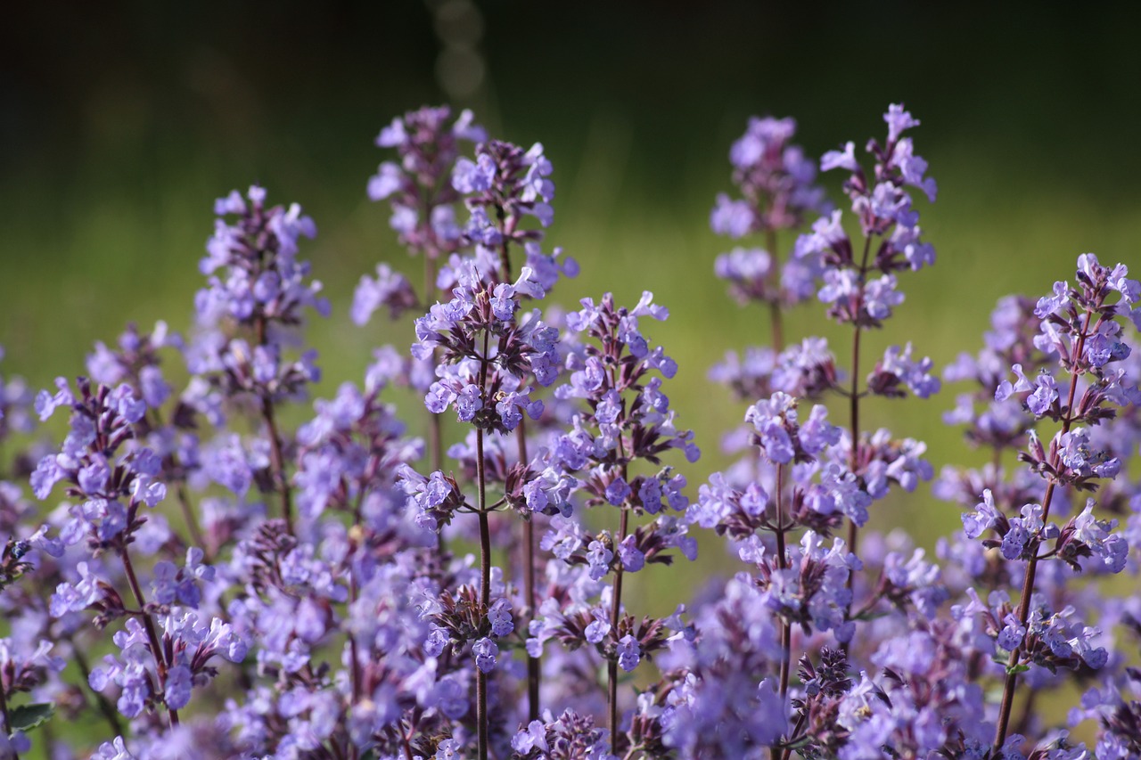 Nepeta 'catnip' with purple flowers.